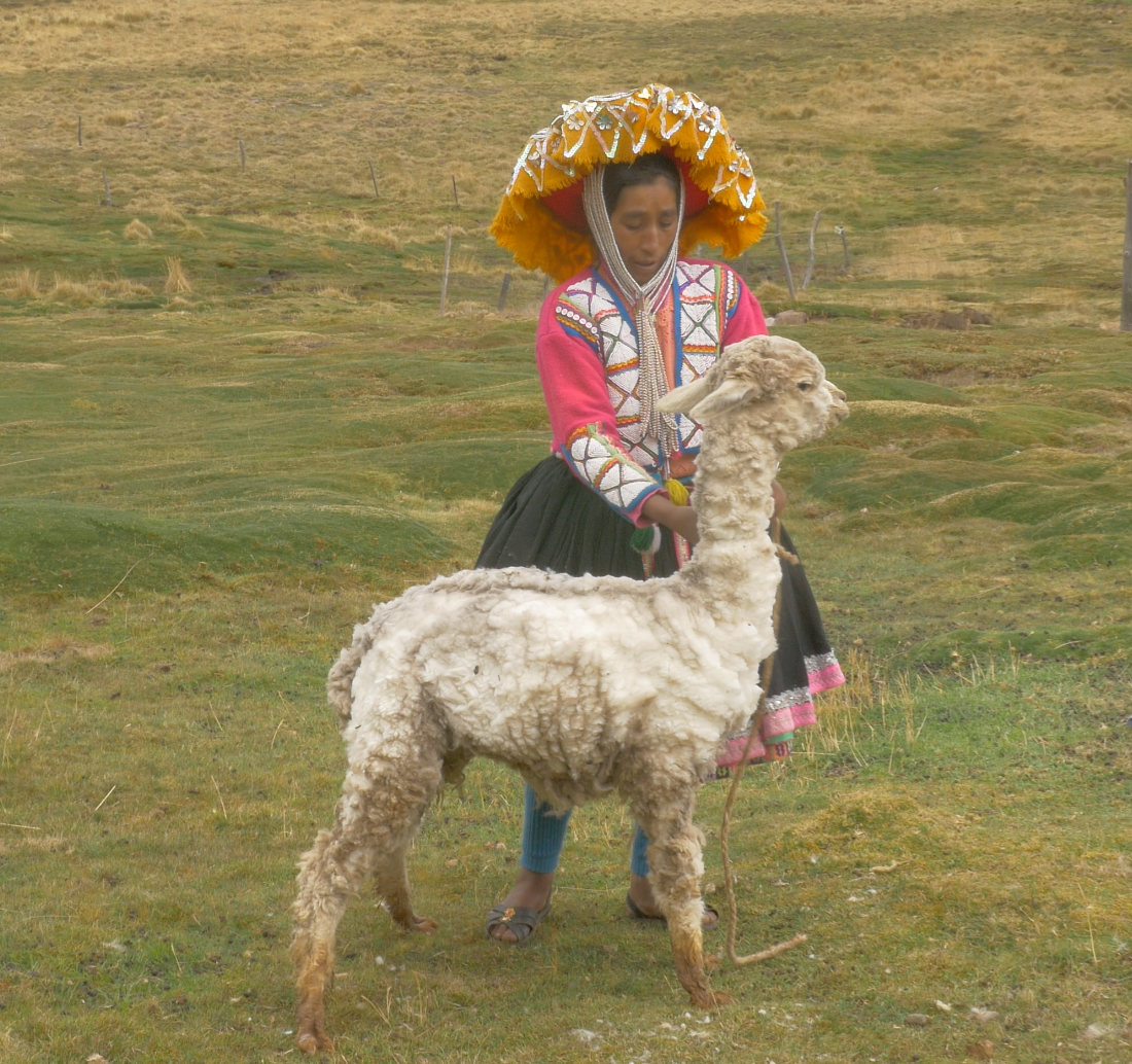 Jacinta Alpaca